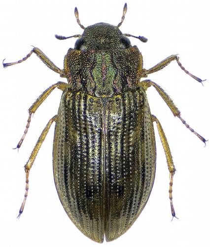 Helophorus alternans